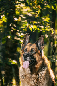 Close-up of dog