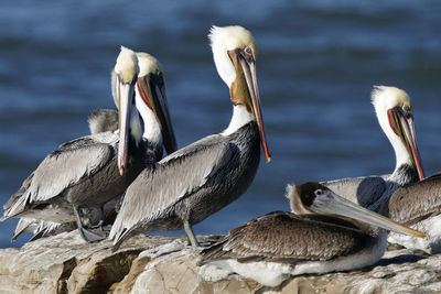 View of birds in lake