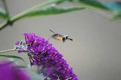 Close-up of bee pollinating on purple flower