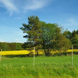 Trees on field against sky