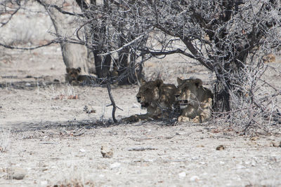 Lions by bare trees at desert