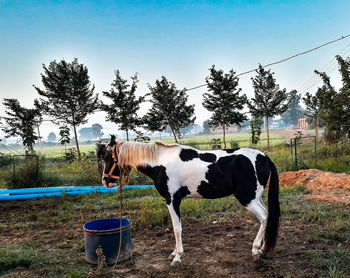 Horse standing in a field