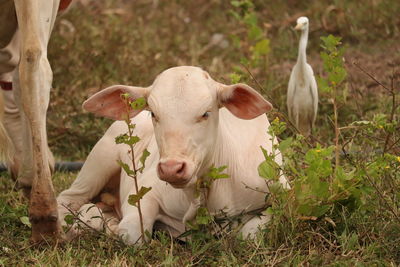 Portrait of cow on field