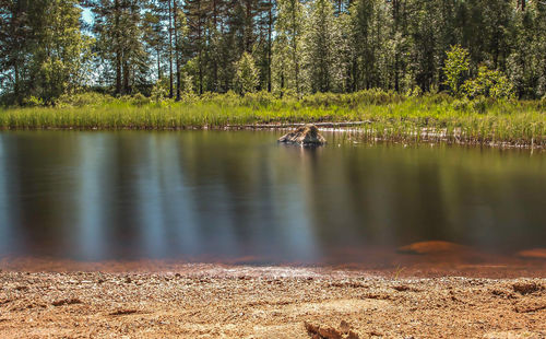 Scenic view of lake in forest