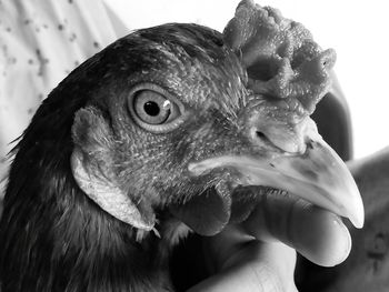 Close-up of a hand holding bird