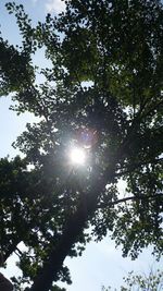 Low angle view of trees against sky