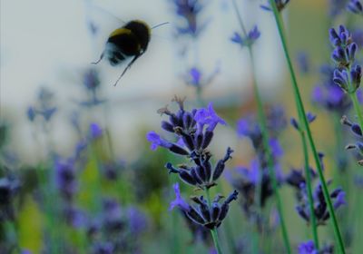 Close-up of bumblebee pollinating on purple flowering plant