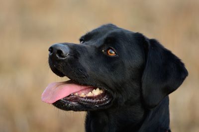 Close-up of black dog