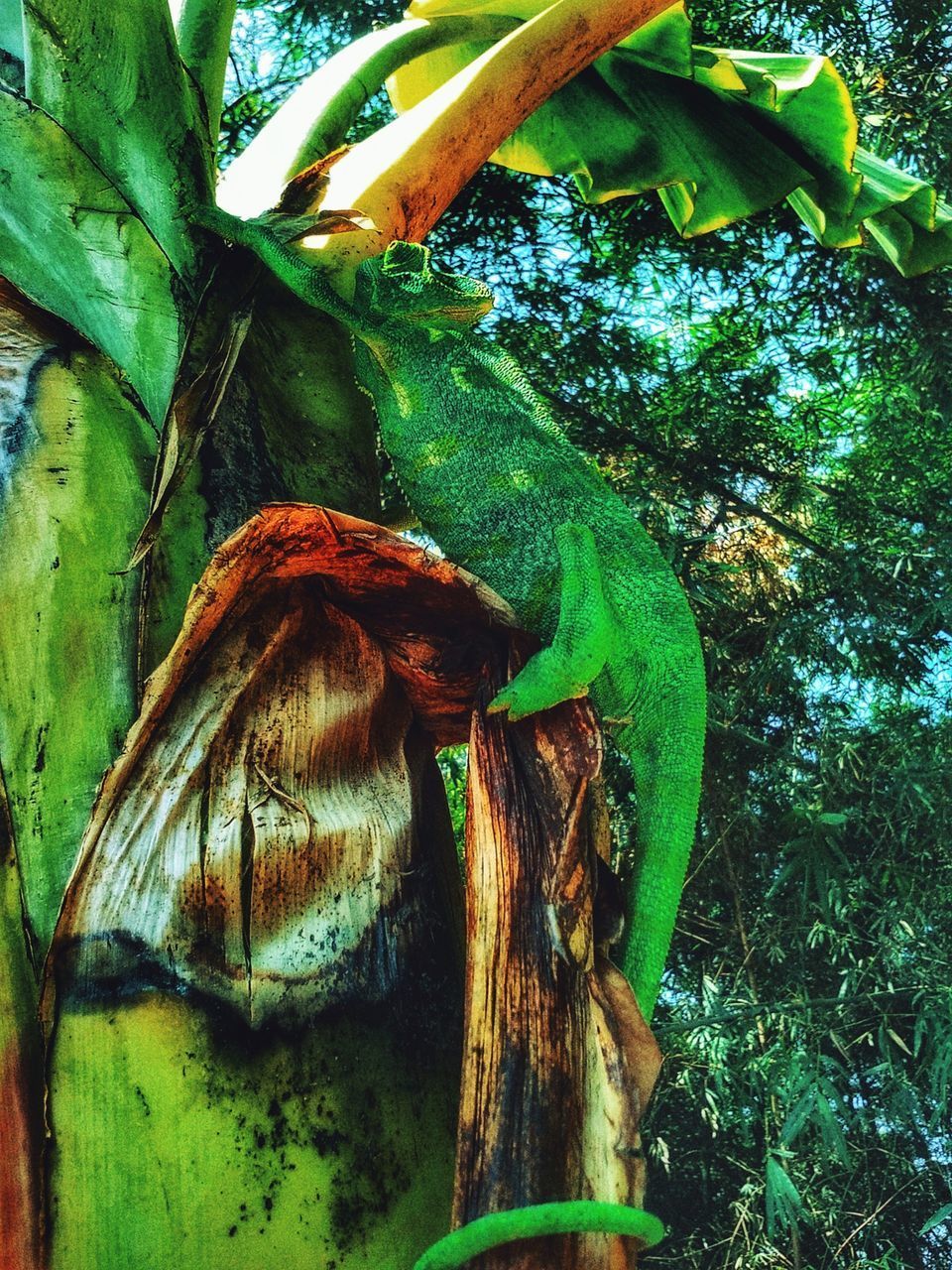 CLOSE-UP OF FRESH GREEN TREE