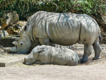 Close-up of a rhinoceros mother with her child