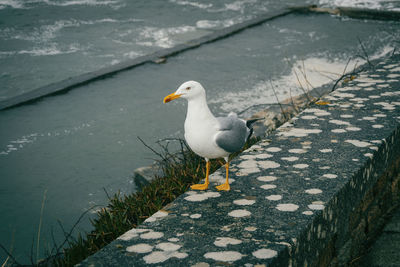 Close-up of seagull perching on lake