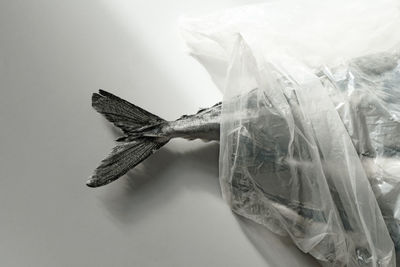 Frozen fish wrapped in plastic bag