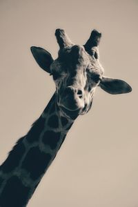 Low angle view of giraffe against clear sky on sunny day