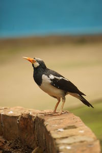Close-up of bird perching on wooden post
