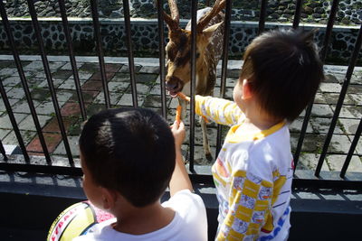 Rear view of boy standing in zoo