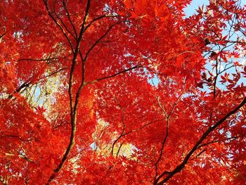 Low angle view of maple tree