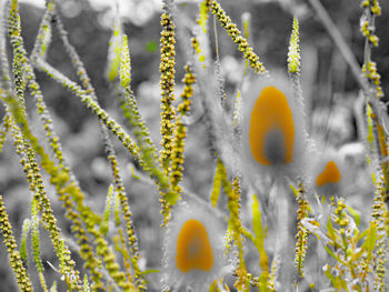 Close-up of yellow flowering plant