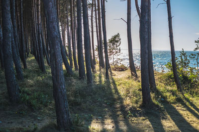 Trees growing in forest against sky