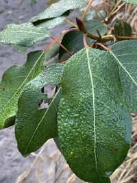 High angle view of leaf on plant