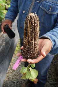 A person inspects the roots of a plant.