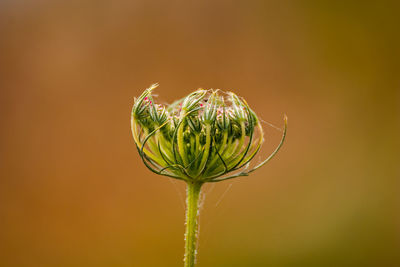 Close-up of plant