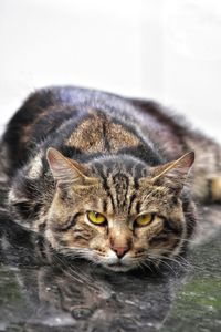 Close-up portrait of cat