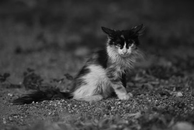 Portrait of cat sitting outdoors