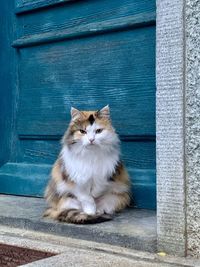 Portrait of cat sitting outdoors