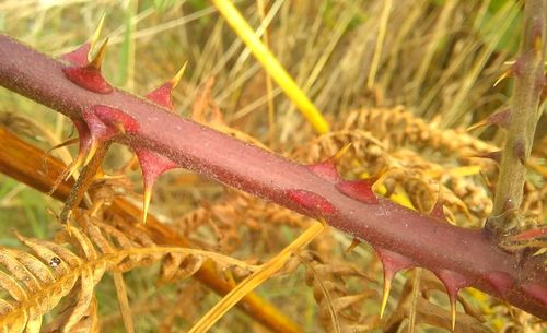 Close-up of plants during autumn