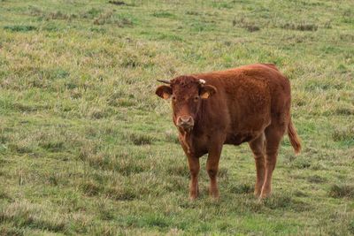 Cow standing on field