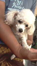 Close-up of dog sticking out tongue