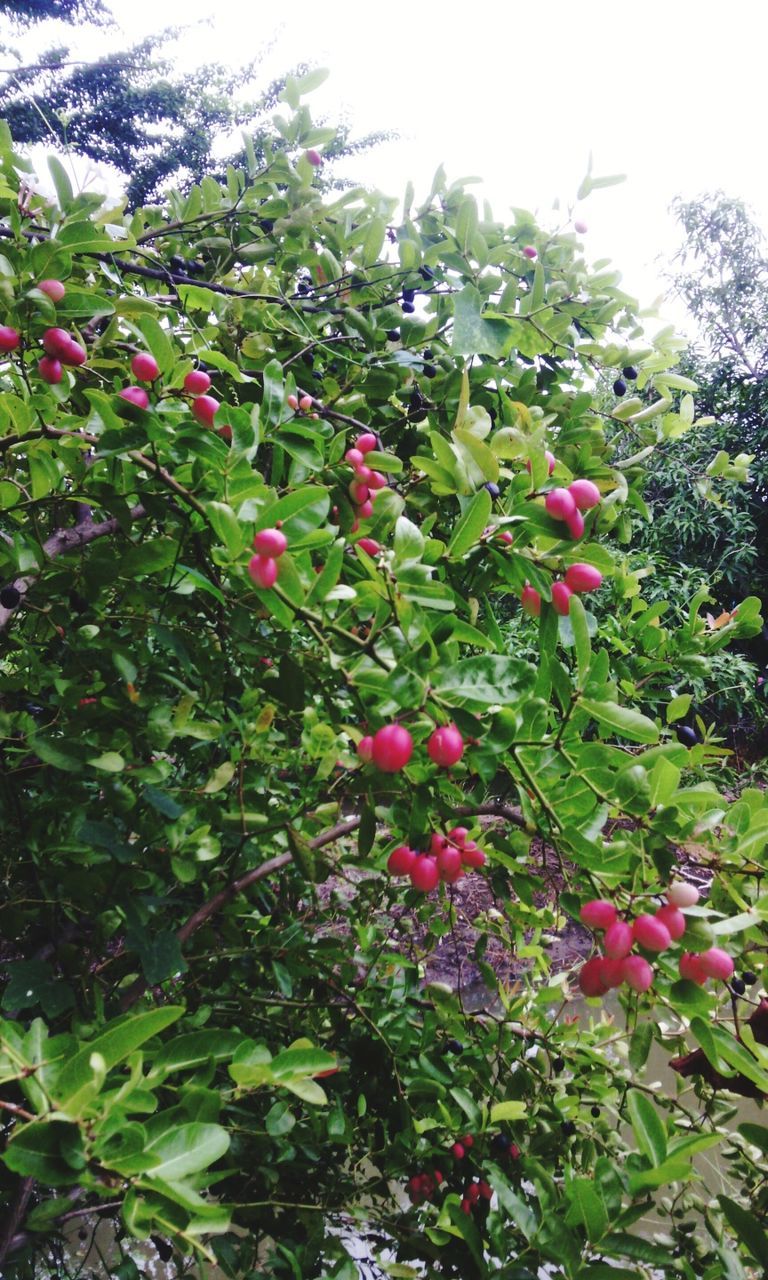 flower, growth, freshness, plant, beauty in nature, leaf, nature, fragility, red, blooming, green color, tree, pink color, growing, petal, sky, day, field, in bloom, sunlight