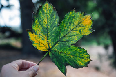 green