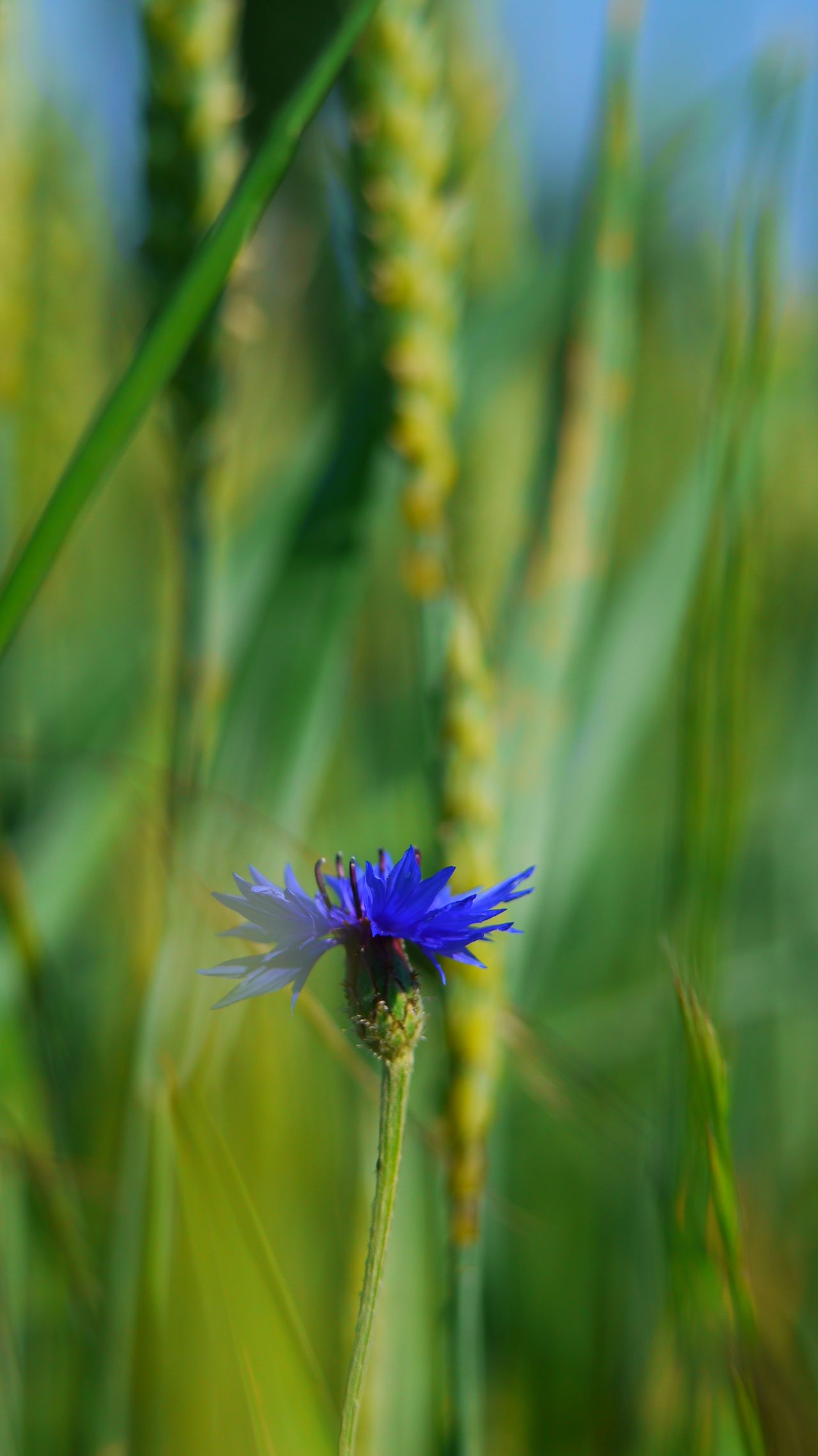 Fleur bleue