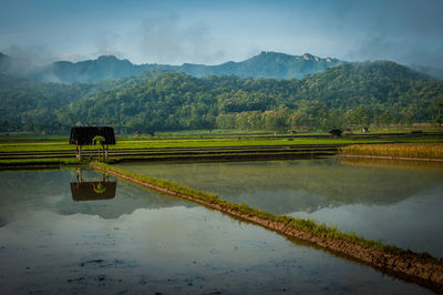 Scenic view of agricultural field against sky