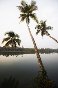 Palm tree by swimming pool against sky