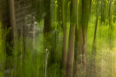 Full frame shot of bamboo trees in forest