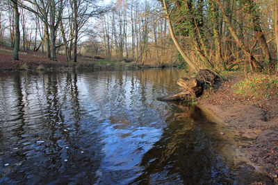 Reflection of bare trees in lake