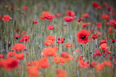 That one poppy, the different one, looking in the opposite direction