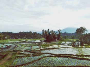 Scenic view of agricultural field against sky