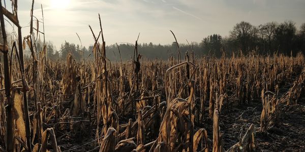 Close-up of corn field against sky