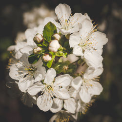 Close-up of white cherry blossom