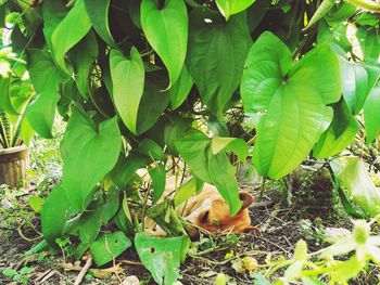 Close-up of green leaves