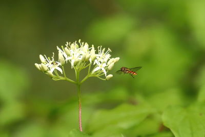 Close up of a hover fly flying to a blooming dogwood