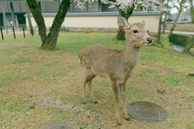 Fawn standing on field