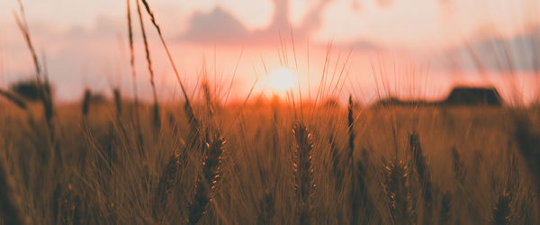 Close-up of stalks in field against sunset