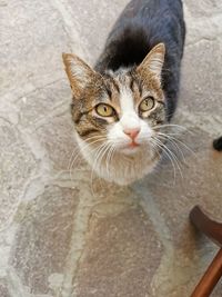 Close-up portrait of tabby cat