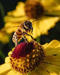 Close-up of bee pollinating on flower