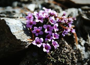 Close-up of purple flowers