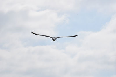 Low angle view of seagull flying in sky